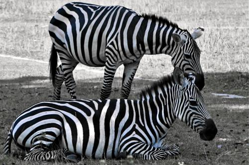 Zebras-Calauit-Island-Palawan